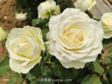 月季有紅蜘蛛，一勺洗潔精兌水居然能搞定