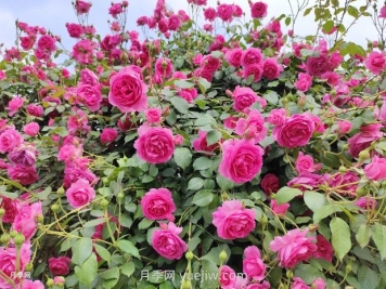 春天月季花敗后，如何掌握快速復(fù)花技巧？