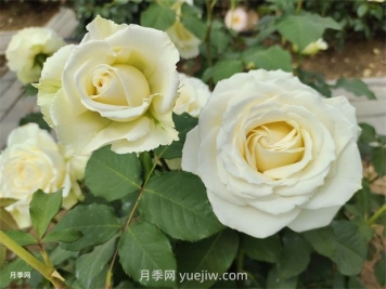 月季花怎么快速復(fù)花？6個(gè)技巧讓月季快速復(fù)花