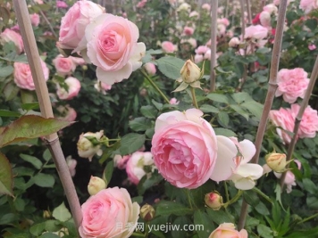 月季長花苞后，花多多和磷酸二氫鉀怎樣用？