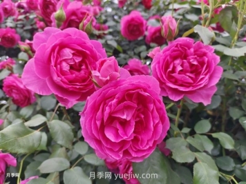 中國十大花卉緣何未納玫瑰花？