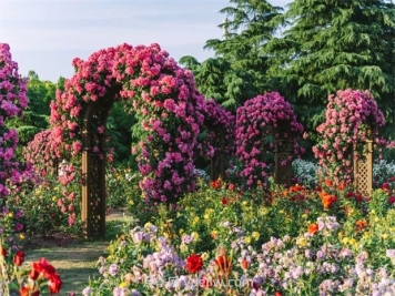 月季天花板，上海濱江森林公園浪漫的月季花墻盛開