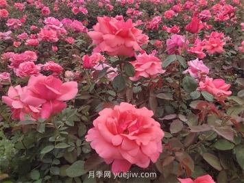 南陽：收集5000份，做好月季種質(zhì)資源庫保護(hù)