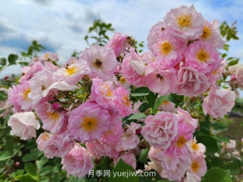 8首絕美的薔薇花詩(shī)詞，驚艷暮春時(shí)光