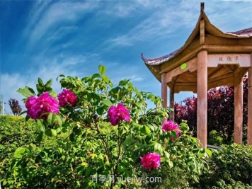 南陽臥龍嘉農(nóng)玫瑰園成網(wǎng)紅打卡地，帶領村民致富