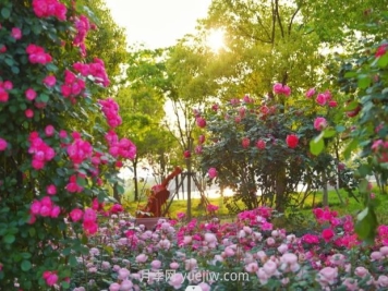 上海前灘休閑公園，月季花海盛景等你賞