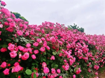 上海放鶴谷無門票，30萬朵200多種月季開成了花海