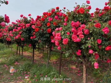 綠化養(yǎng)護(hù)需要具備的專業(yè)知識(shí)和技能