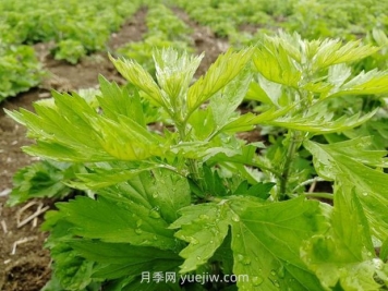 加快南陽艾產(chǎn)業(yè)標(biāo)準(zhǔn)化規(guī)范化發(fā)展，訪艾葉攻關(guān)組組長