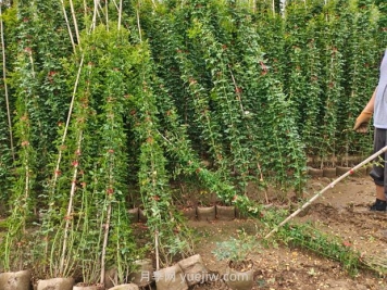 薔薇花怎樣種植？