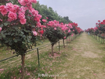 樹樁月季移植之后，先搭支撐還是先澆水？