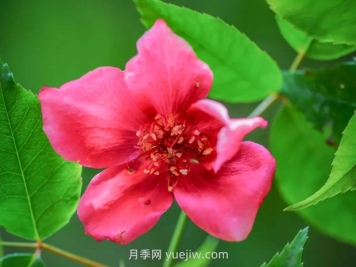 亮葉月季與常見月季有何不同？