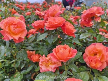 紅從容月季，花型美抗性佳，花色漸變美化花壇