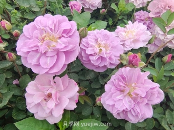 藍(lán)色陰雨月季的優(yōu)缺點(diǎn)是什么？有哪些？藍(lán)色陰雨月季生長(zhǎng)條件？