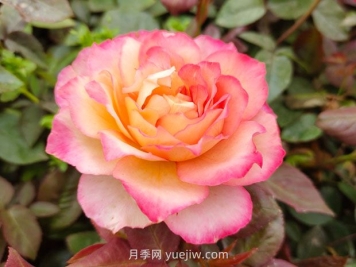 月季花的花語和寓意是什么？