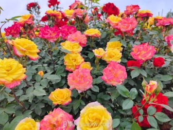 藤彩虹月季幾月開花？