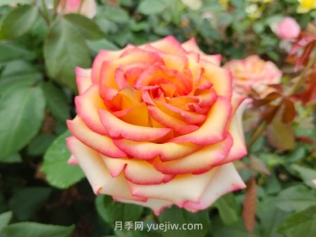 什么是大花月季的繁殖方法？怎么做才能生根成活？
