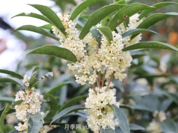四季桂花的養(yǎng)殖方法的注意事項(xiàng)