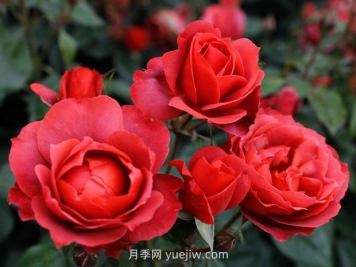 月季和薔薇有什么區(qū)別？