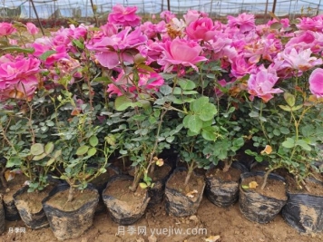 月季花怎么種？