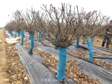 月季花冬天能移栽活嗎？