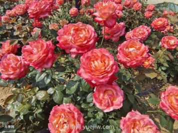 月季花花期是什么時(shí)候？