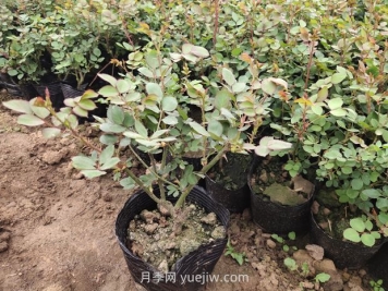 月季花什么時候移栽比較好？