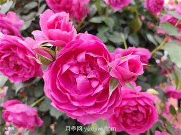 月季幾月份開(kāi)花？