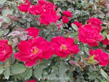 紅帽子月季怎么種植？