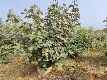 大花月季種植密度，每平幾棵？