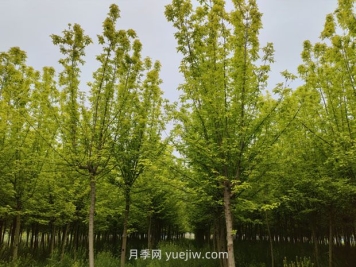 南陽鎮(zhèn)平苗木花卉產業(yè)綻放美麗經濟