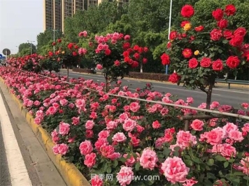 綠化養(yǎng)護(hù)如何提高管理？