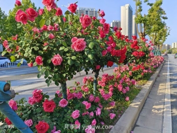 園林植物種植設(shè)計的原則是什么？
