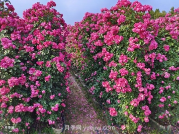 立體綠化的價值主要體現(xiàn)在哪些方面？