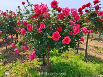 苗木專業(yè)術(shù)語(yǔ)，你知道多少？