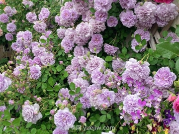 藍(lán)色陰雨月季，花開如瀑的藍(lán)紫色爬藤