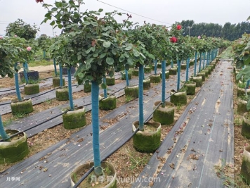 綠籬和苗圃除草那么難，怎么做才能事半功半？