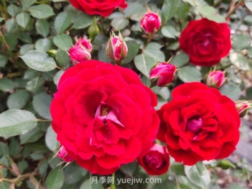花卉植護葉子養(yǎng)護四點措施