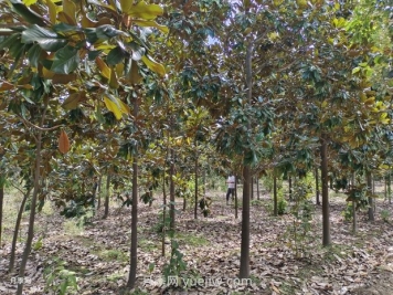 廣玉蘭樹苗種植方法，怎么澆水和養(yǎng)護(hù)技巧