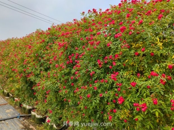 如何栽培讓薔薇花開更盛？