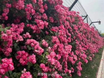 園林種植設(shè)計中的立面設(shè)計要點