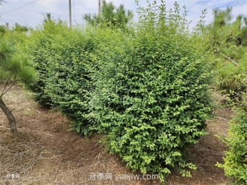 小葉女貞栽植都需要做什么？