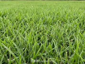 草皮種植前需要做哪些準(zhǔn)備？