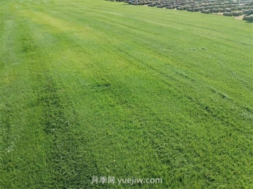 草皮種植適合什么地方？