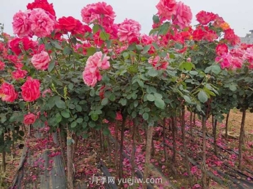 3公分獨(dú)桿月季價(jià)格多少錢？南陽基地批發(fā)供應(yīng)報(bào)價(jià)