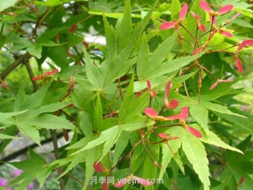 雞爪槭和紅楓的區(qū)別，四大不同之處