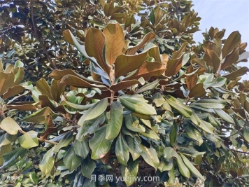 廣玉蘭是常綠樹還是落葉樹？