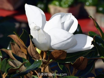 南召玉蘭之鄉(xiāng)，廣玉蘭的花季之美
