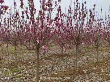 南陽(yáng)南召：中國(guó)玉蘭之鄉(xiāng)花木分外香