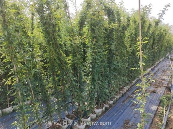 薔薇花一年開幾次花？只有一次